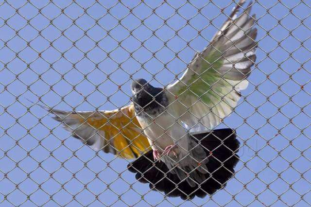 bird netting Services