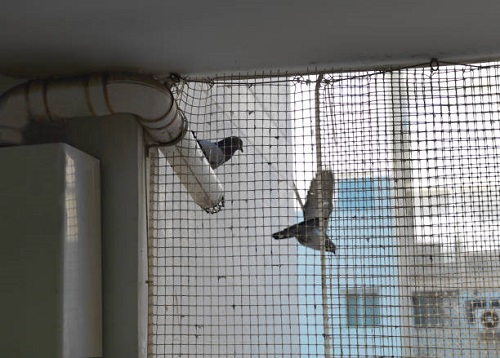 pigeon netting services